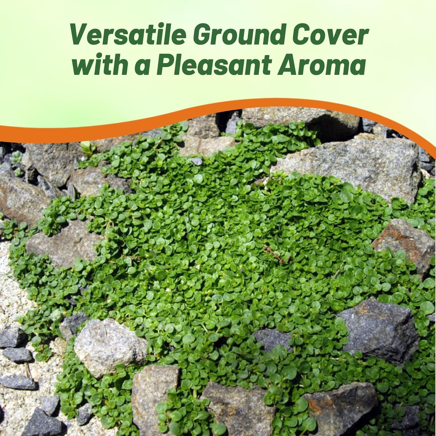 25 Pellets Corsican Mint Seeds For Planting | Ground Cover Plant Seed gallery