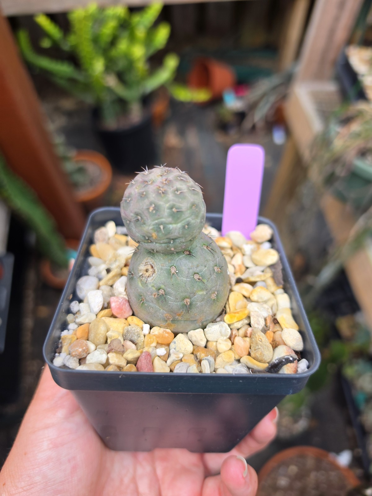Tephrocactus Geometricus Rare Succulent Live Plant gallery