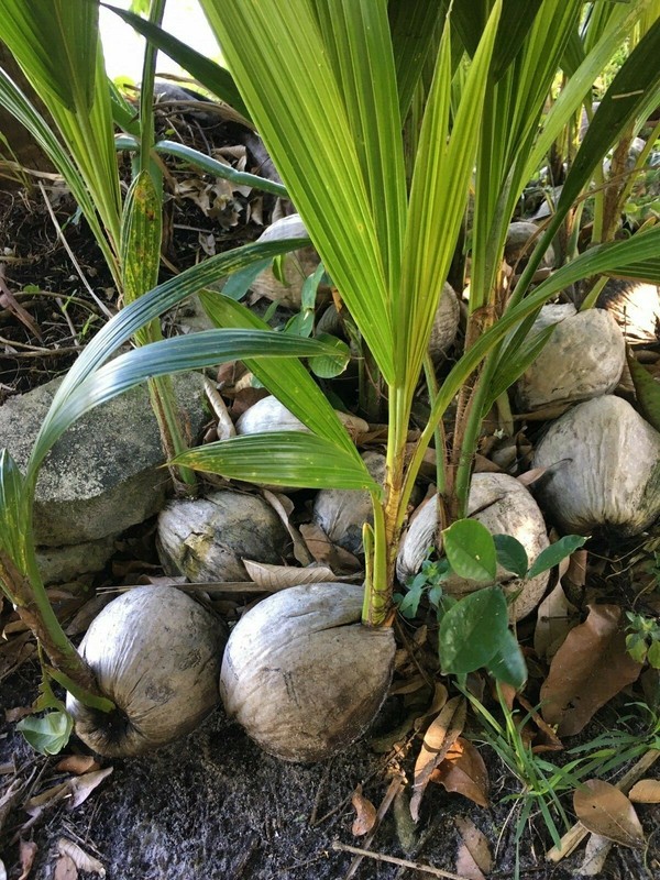 Coconut Tree Live Palm Sprouted Ready To Plant FREE SHIPPING gallery