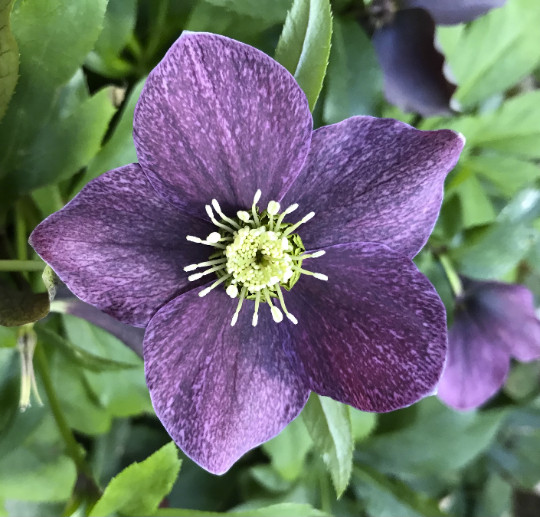 Hellebores Lenten Rose Ruby Red ONE (1) Bareroot Healthy Well Rooted Plant gallery