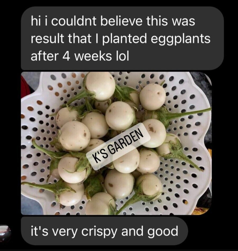 100+PCS WHITE ROUND EGGPLANT SEEDS, CÀ PHÁO TRẮNG gallery