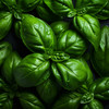 500+ Italian Large Leaf Basil Seeds - 100% Heirloom - Non-GMO - Open Pollinating gallery