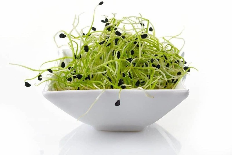 Garlic Chive Seeds for Sprouting Microgreens, "COOL BEANS n SPROUTS" Brand. gallery