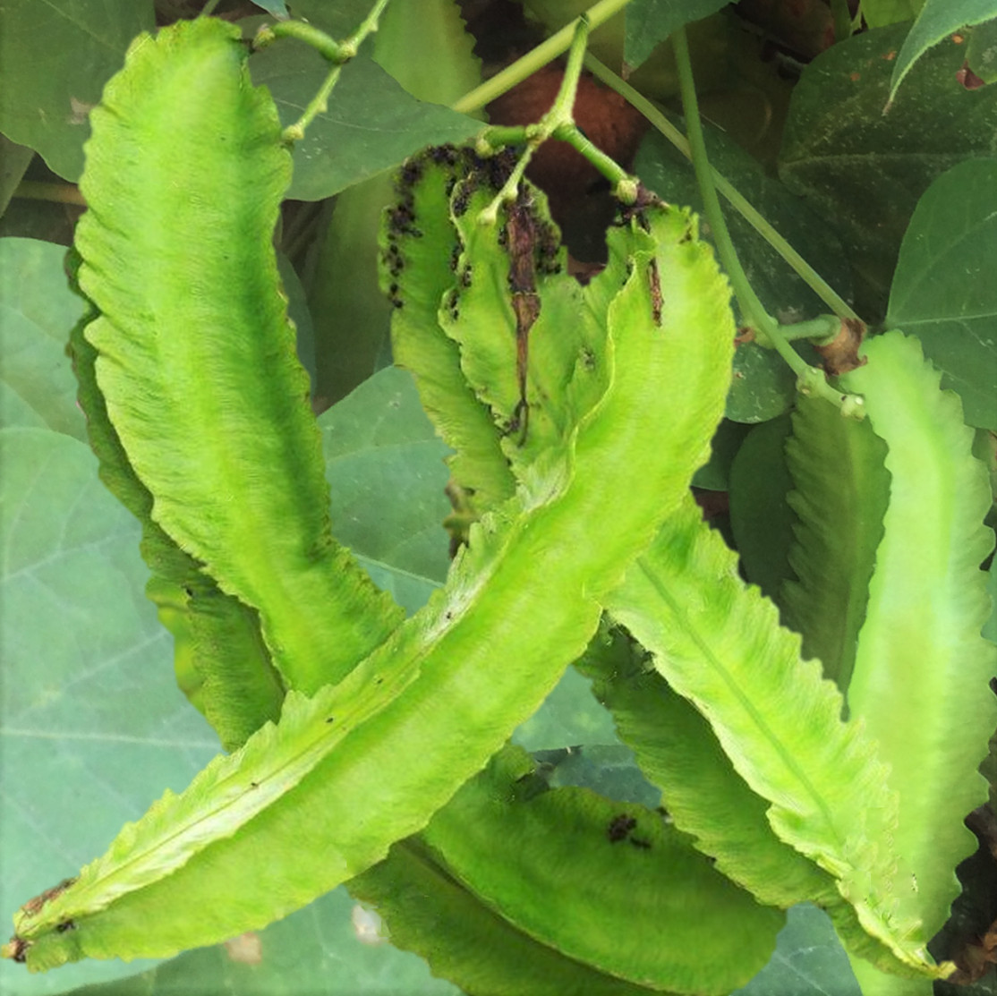 Winged Bean Seeds | Dragon Goa Asparagus Sigarilyas Chathura Payar Seed 2023 gallery