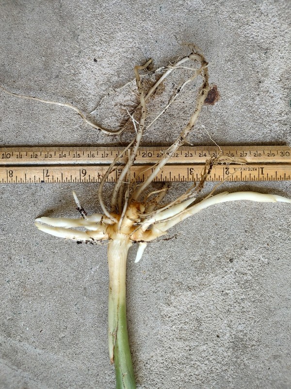 Zingiber Mioga 'Silver Arrow' (Variegated)/Variegated Ginger gallery