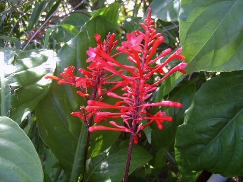 RED Firespike Plant Winter Bloom Florida Native Attracts Hummingbirds Butterfly gallery