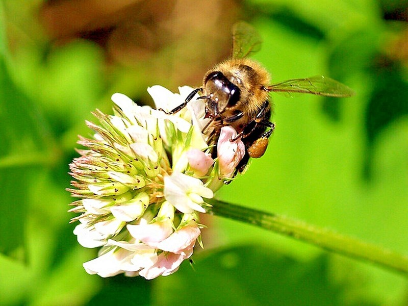 2001+BENEFICIAL INSECT Native Wildflower Mix Seed 7 Different Annual Perennial gallery