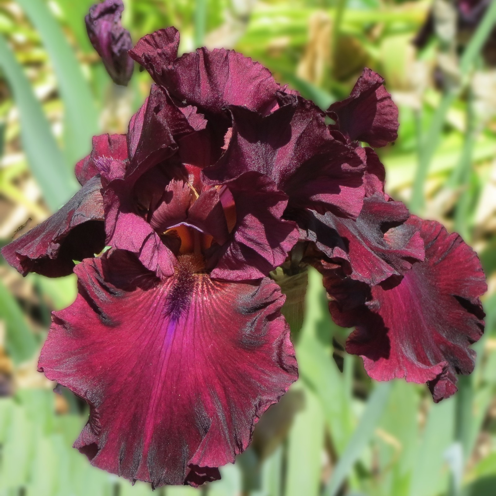 **RIO ROJO** Tall Bearded Iris. Freshly Dug, Combined Shipping: Jul-Sep gallery
