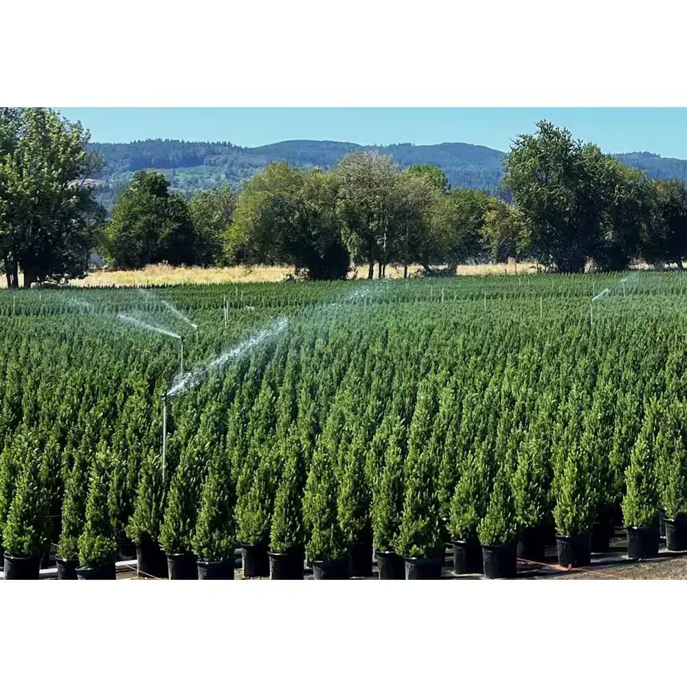 2.5 qt. Dwarf Alberta Spruce Live Pyramidal Evergreen Tree Conifer gallery