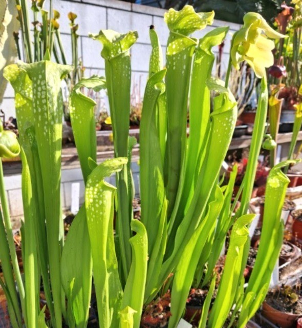 Live Carnivorous Plants - Sarracenia Green Monster (small size) gallery