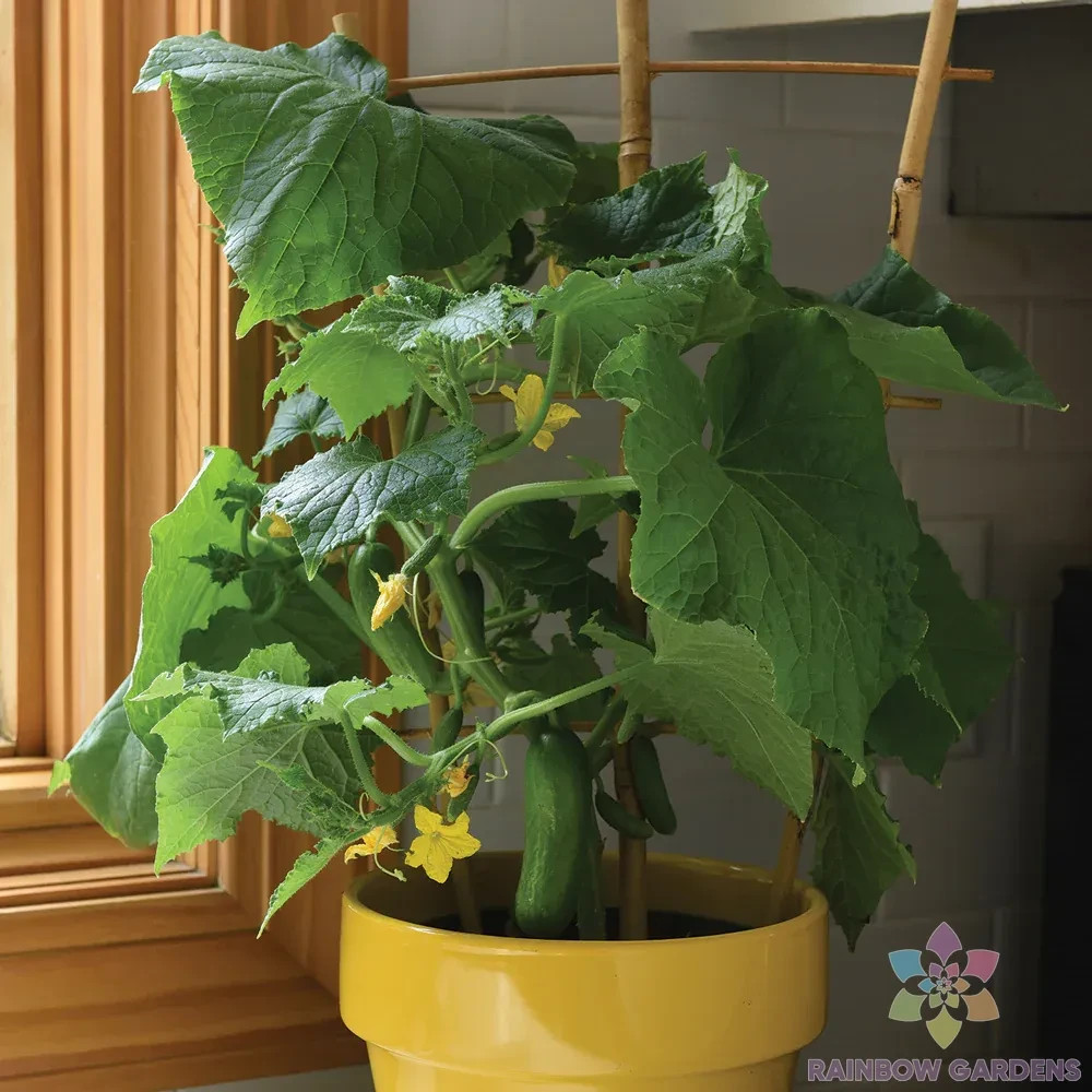 25+ Kitchen Mini Quick Snack Cucumber Seeds for Garden - USA - FREE SHIPPING!