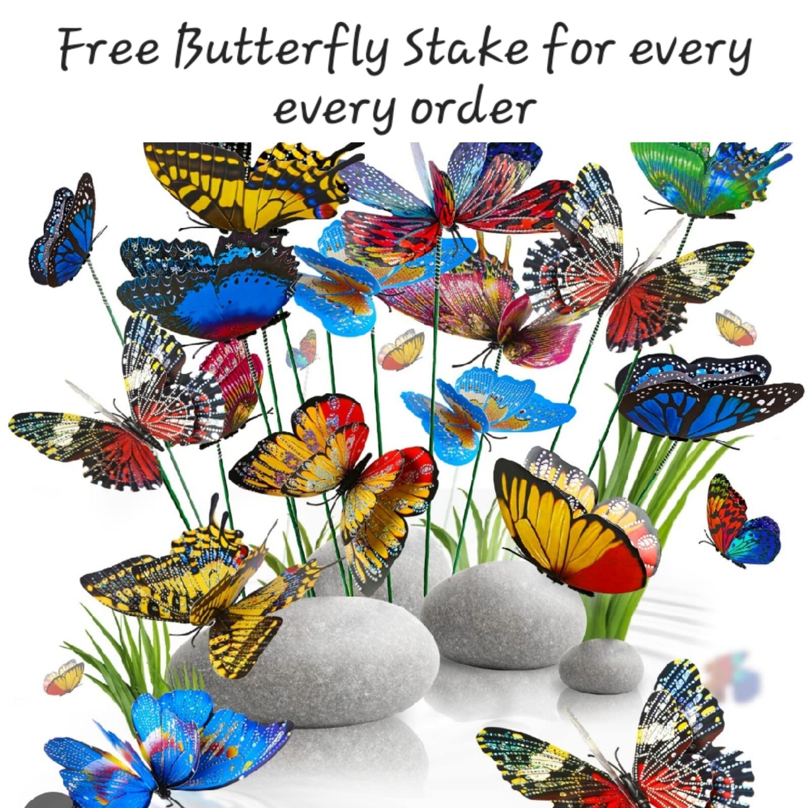 5 Lucky Bamboo FREE Butterfly Stake 🦋 4 inches Rooted Plants, Just Add Water gallery