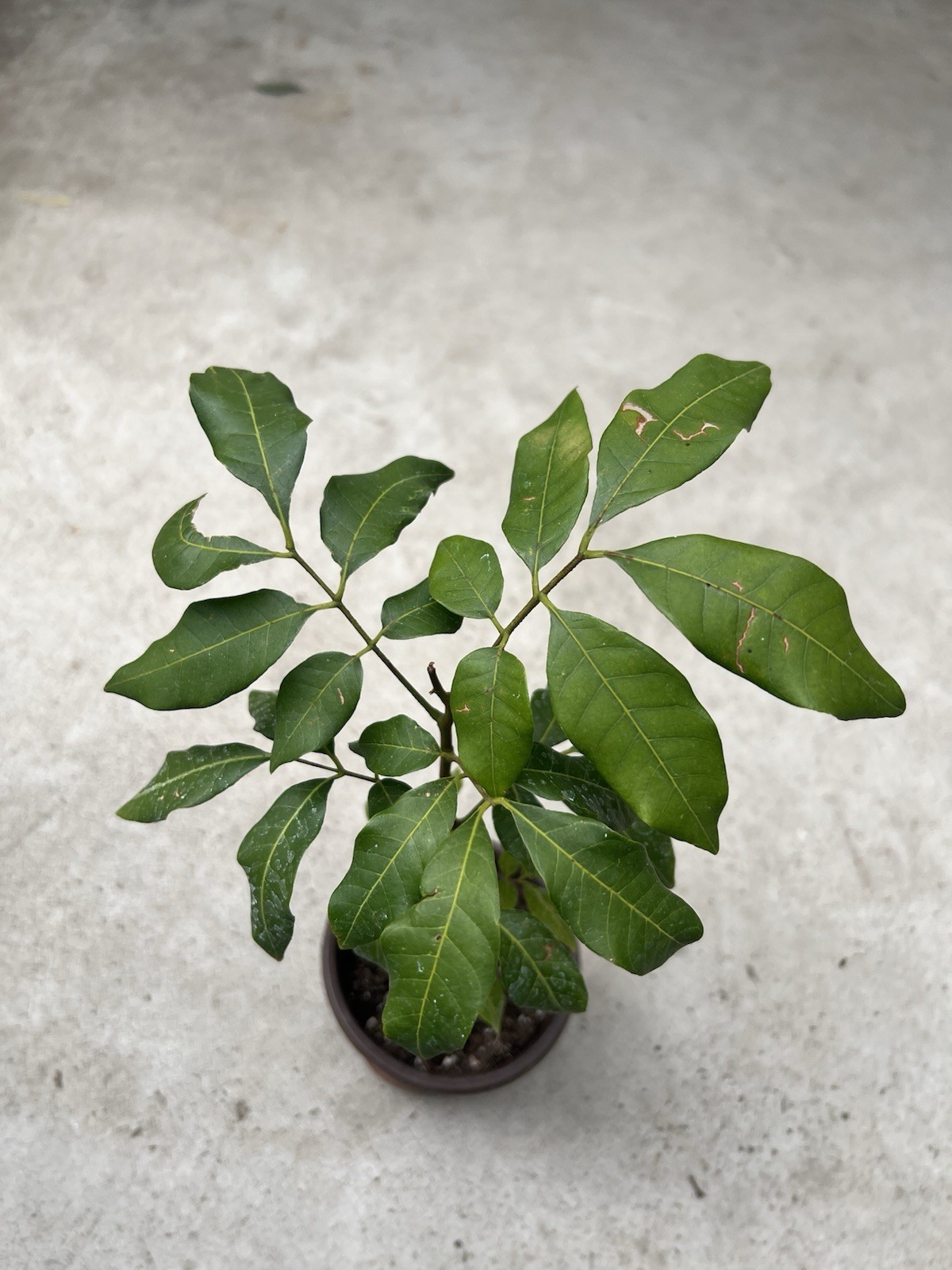 1 Longan Tree Dimocarpus Dragon Eye With Pot 10” Seedling Plant Tropical Fruit gallery
