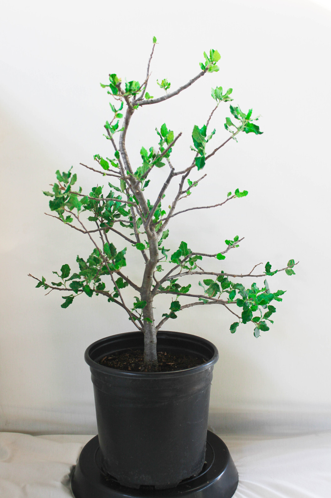 Cork Bark Oak Pre-Bonsai Tree - 2 Gallon gallery