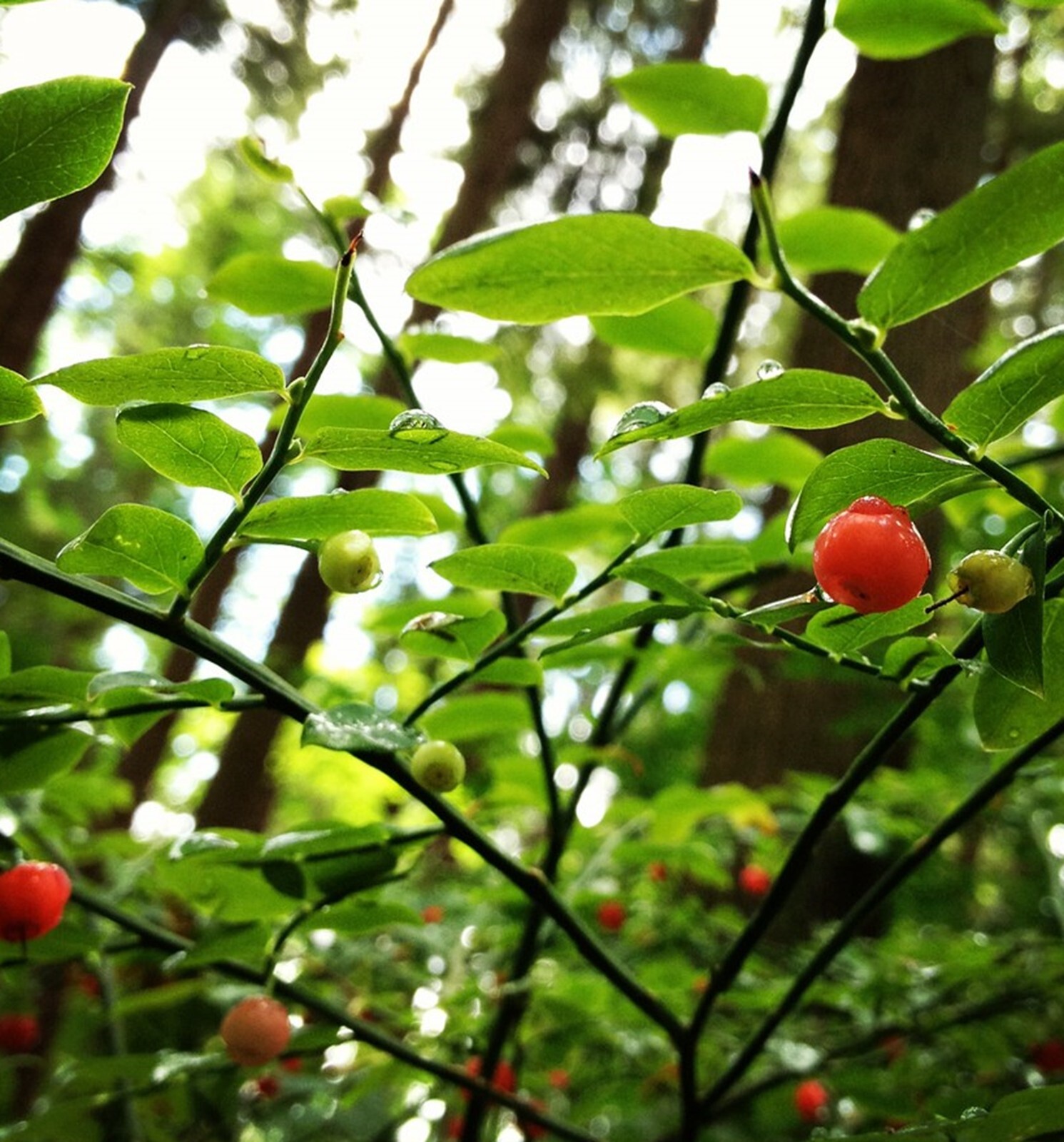 Red Huckleberry {Vaccinium parvifolium} Pre-Stratified 50+ seeds Free Shipping! gallery