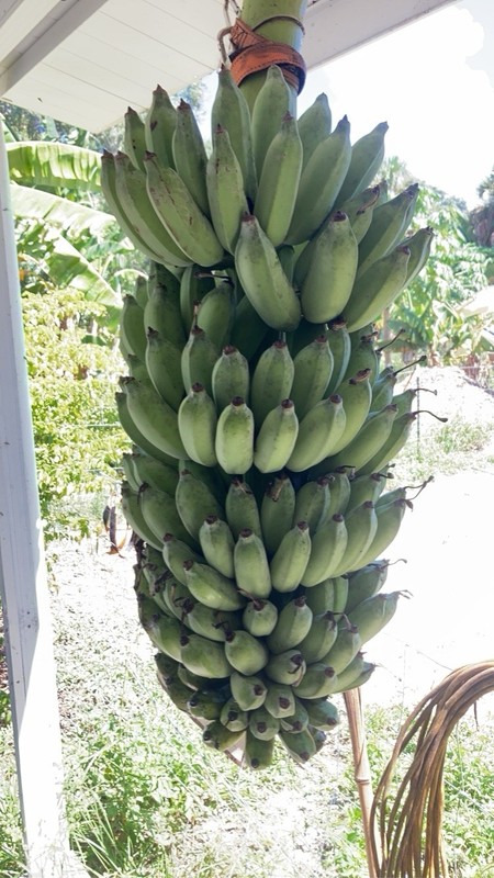 Ice Cream Banana Dwarf Namwah Blue Java Live Plant guaranteed bananas gallery