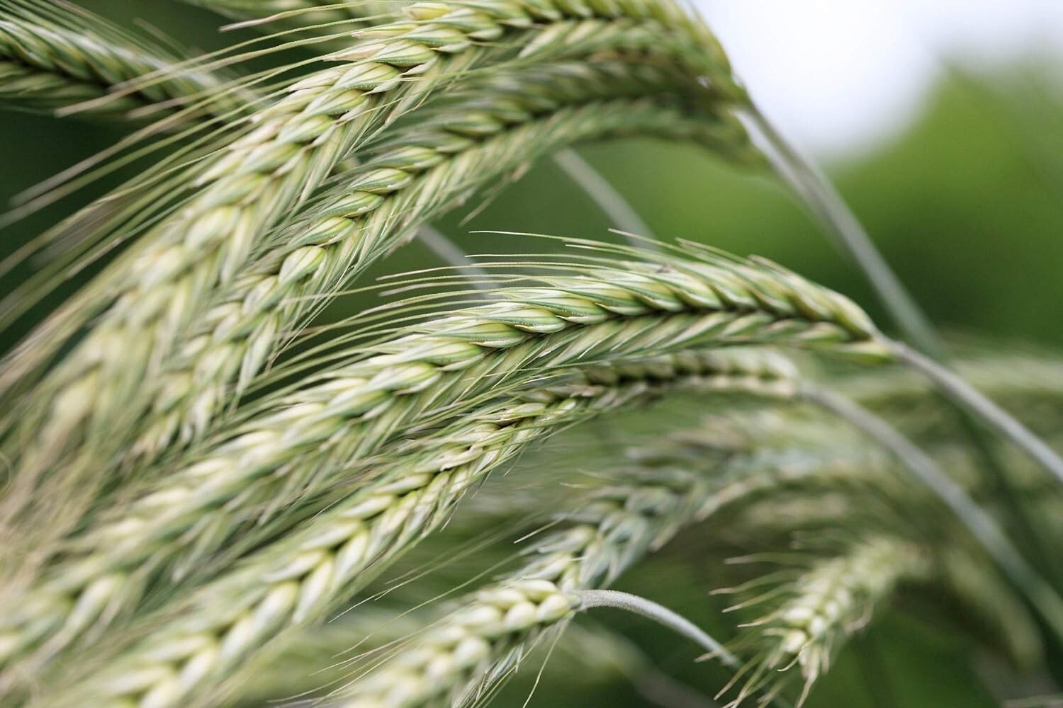 Organic Rye Berries – Whole Wheat Grain, Non-GMO, Kosher, Raw – by Food to Live gallery