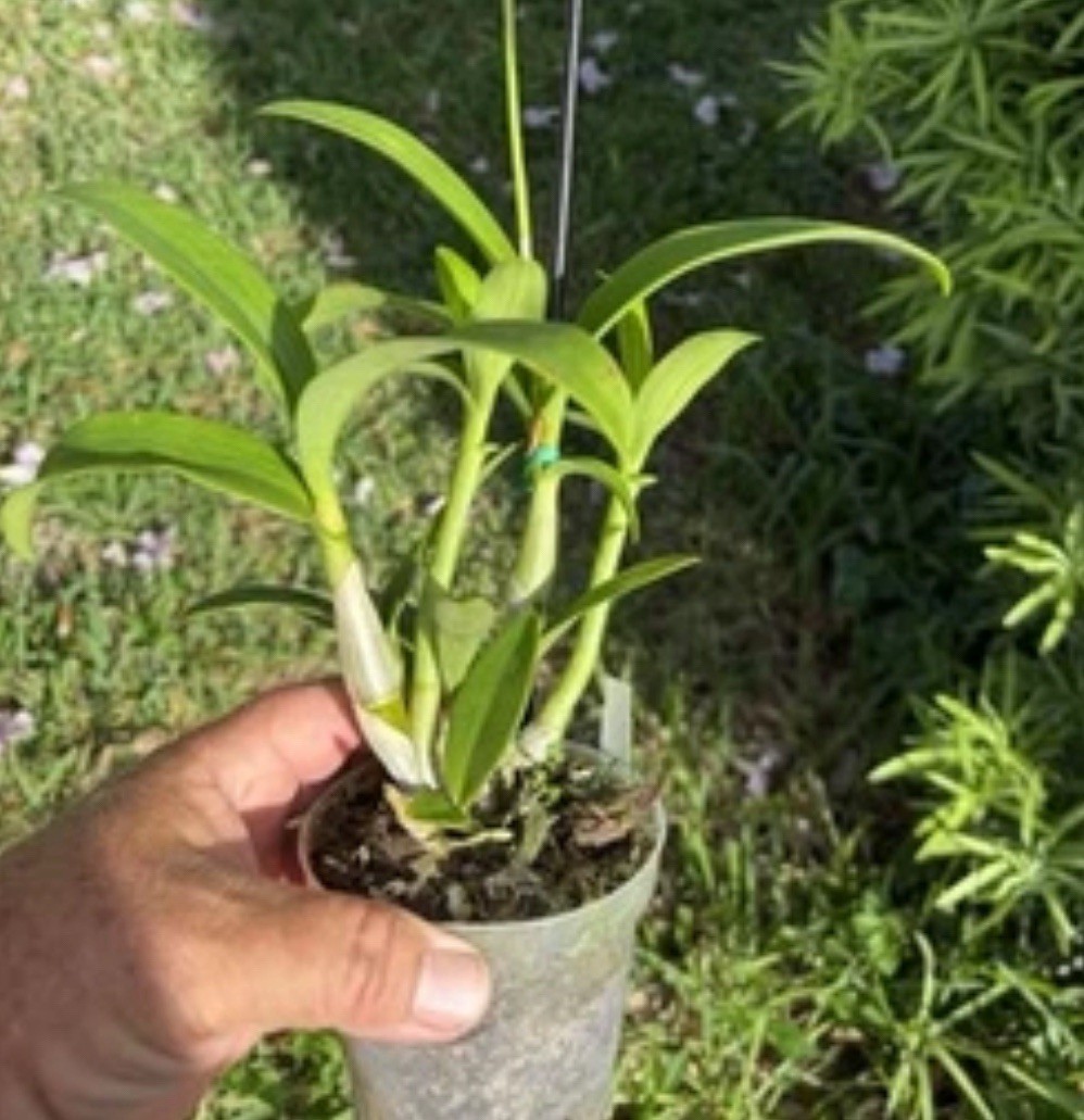Dendrobium Airy Brown Spin Antelope Den. 4” Orchid Plant gallery