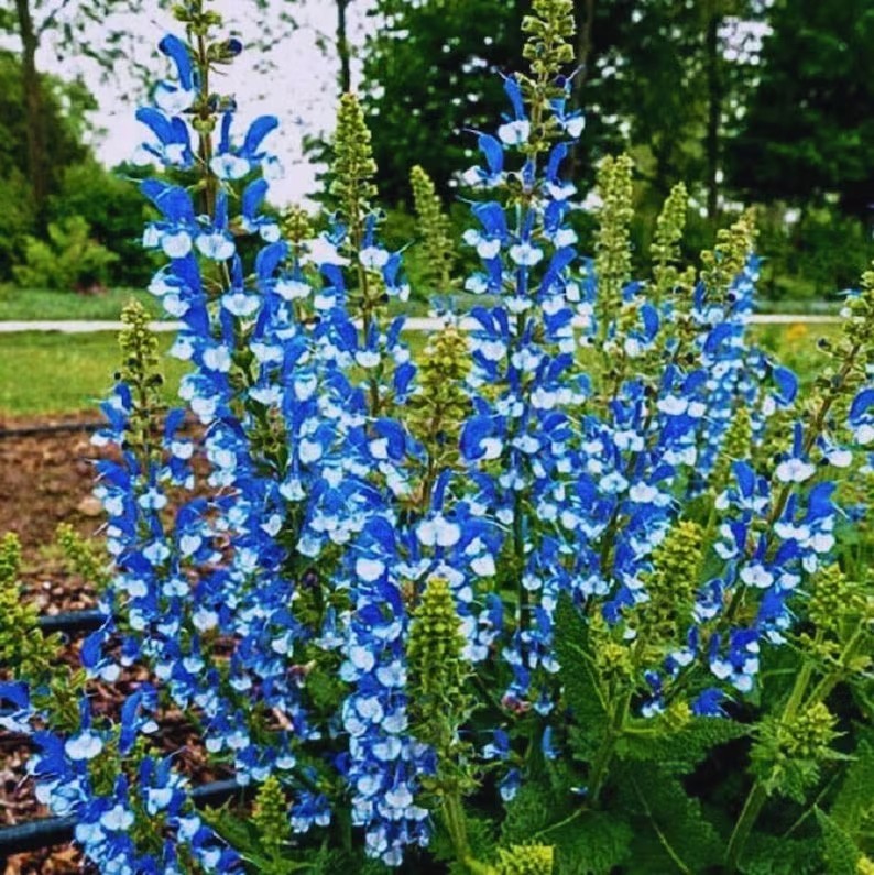 Salvia azurea | Blue & Azure & Pitcher Sage | 10_Seeds gallery