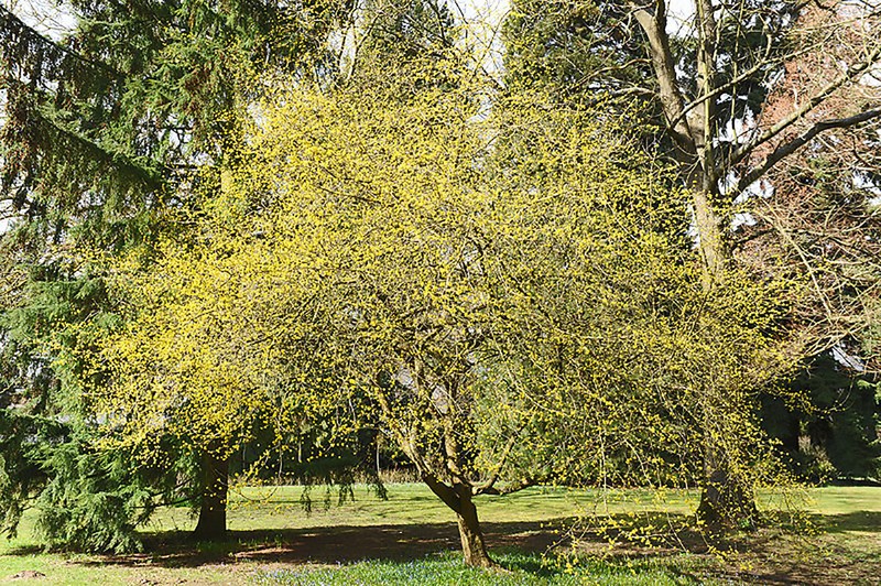 Cornelian Cherry Dogwood, Cornus mas, Tree Seeds gallery
