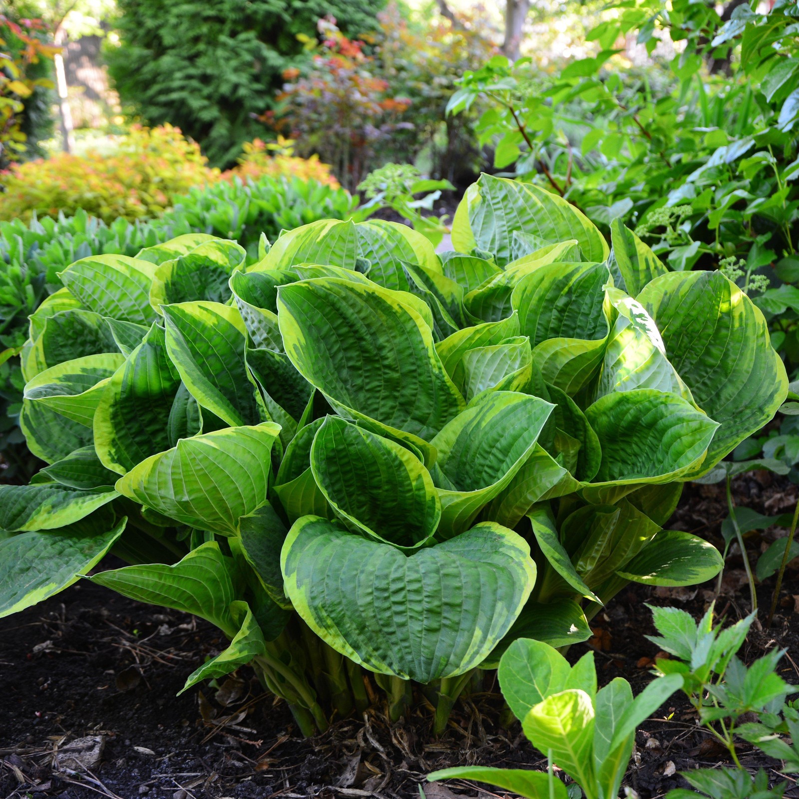Hosta Christmas Tree 3 Roots, Summer Blooms & Green Variegated Foliage in Shade gallery