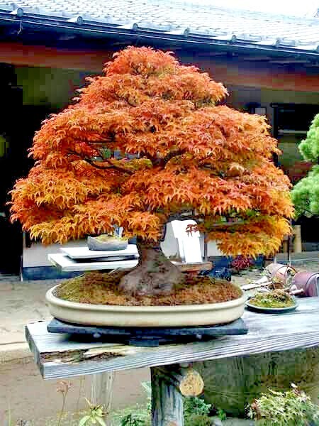 20 Trident Maple Tree Seeds Acer buergerianum Hardy Fall Colors Bonsai Plant gallery