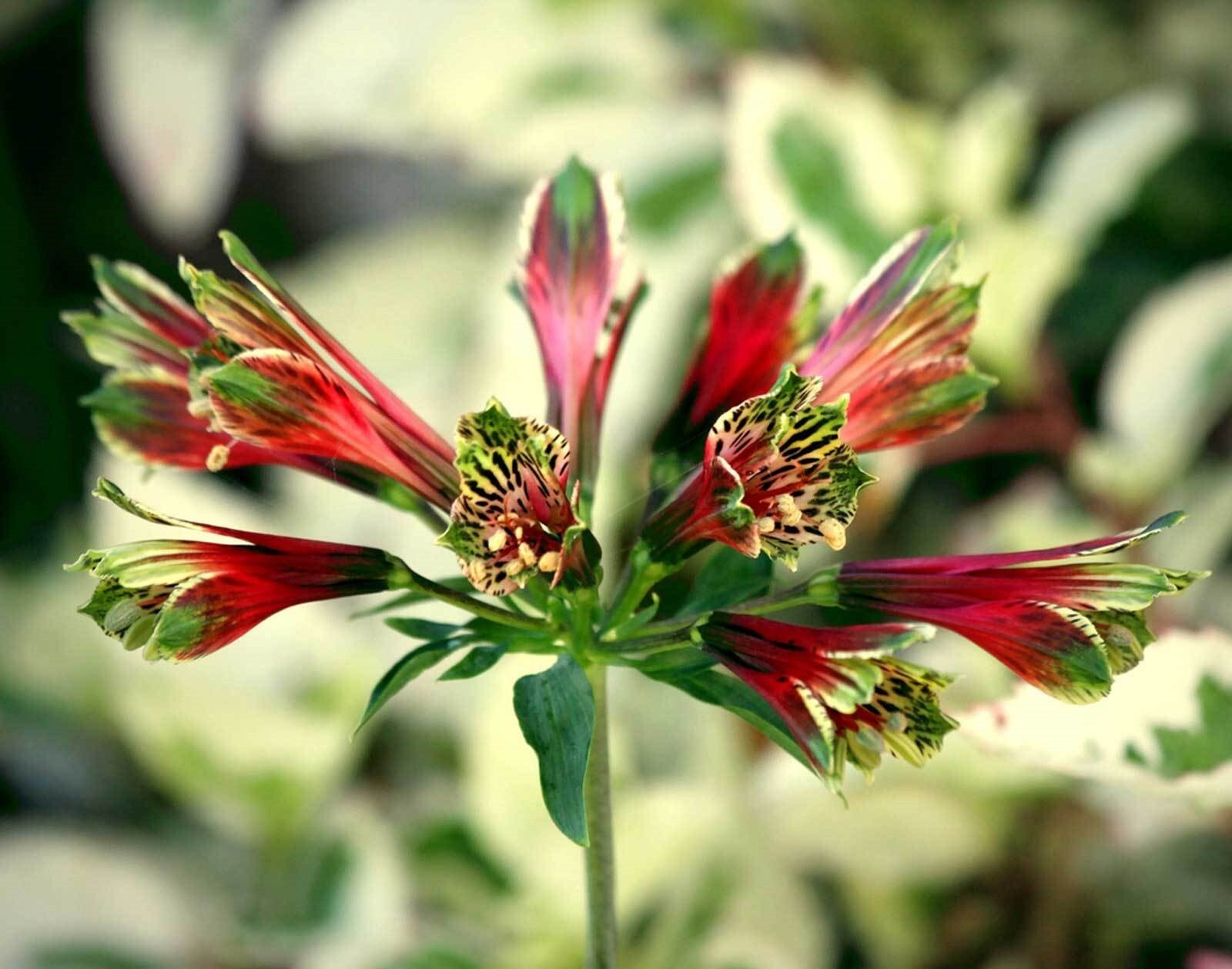 Alstroemeria psittacina | Peruvian lily | Parrot flower | 10_Seeds gallery