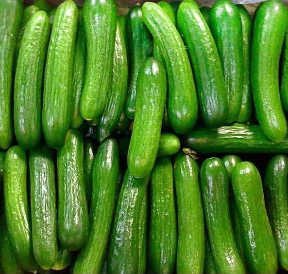 30 Alpha Cucumber Seeds for Planting Persian Beit Alpha Cucumis sativus gallery