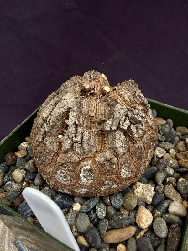 Dioscorea elephantipes-Fresh Seedlings! Gorgeous Caudiciform, Choose Your Fav! gallery