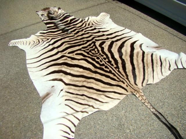 Authentic SOUTH AFRICA No Felt BURCHELL Hunting Safari ZEBRA SKIN 103" Hide Rug gallery