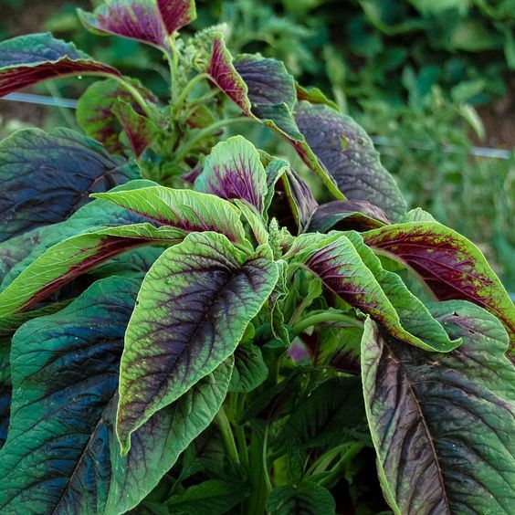 4,000+ Seed Red Green Amaranth Spinach Rau Den Seeds USA seller gallery