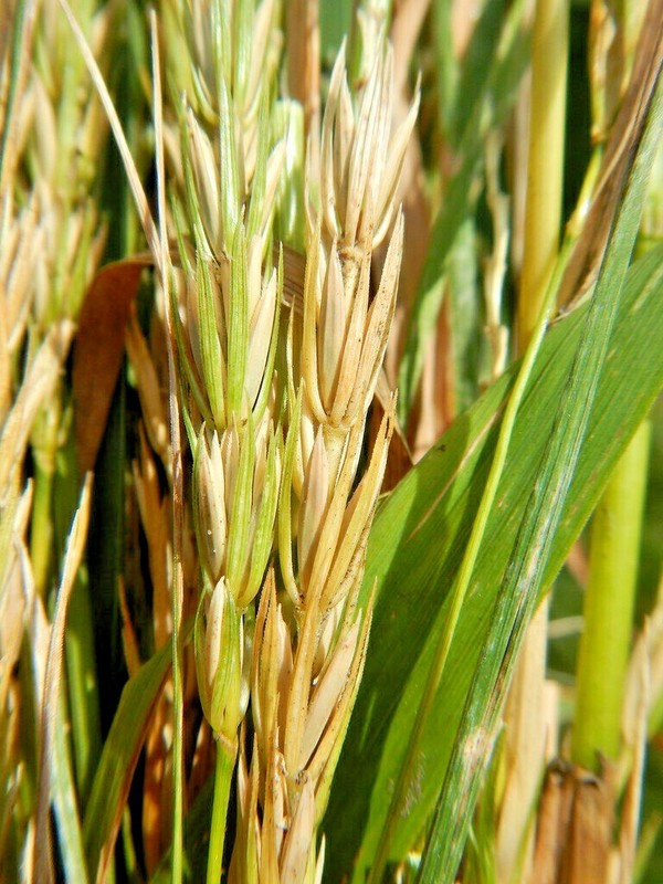 500+VIRGINIA EASTERN WILD RYE Grass Seeds Native Prairie Bunchgrass Spring Fall gallery