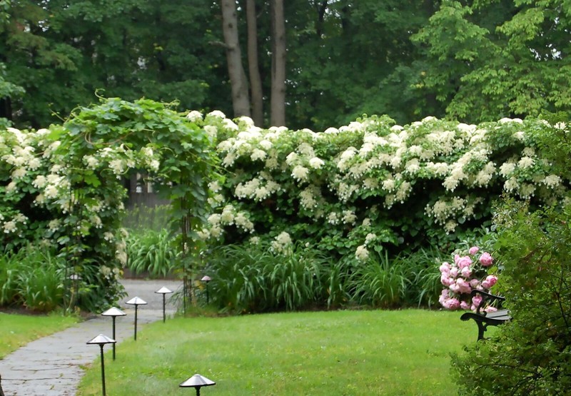 Climbing Hydrangea, Hydrangea anomala petiolaris, Vine Seeds, (Showy, Fragrant) gallery