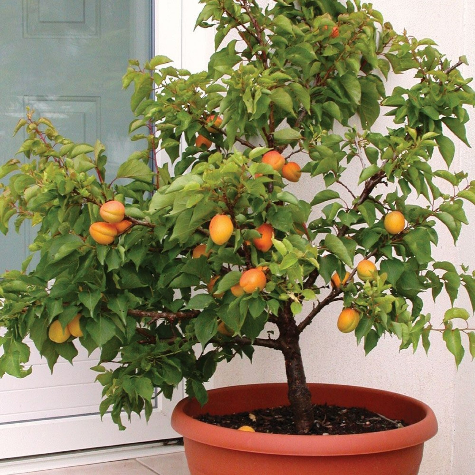 Dwarf Apricot Tree{Prunus armeniaca}Organic 5 Pre-Stratified seeds Free Shipping gallery