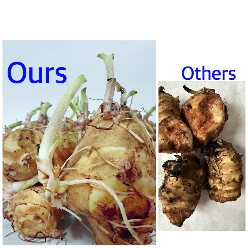 Sprouting Jerusalem Artichoke/Sunchoke - Individual Tubers For Planting gallery
