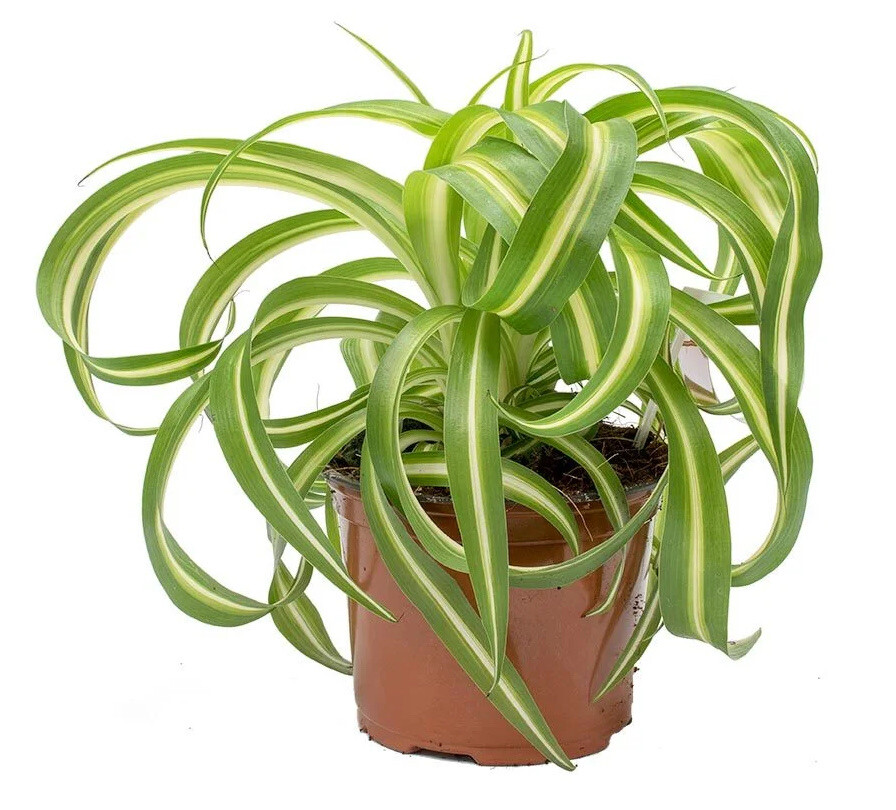 3 Variegated Bonnie rooted Curly Spider baby plants easy to care [CLEAN AIR] gallery