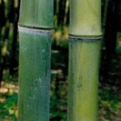 Phyllostachys Atrovaginata 'Incense Bamboo' gallery