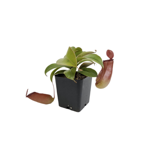 Lady Luck Pitcher Plant Live Carnivorous Tropical Houseplant in Pot gallery