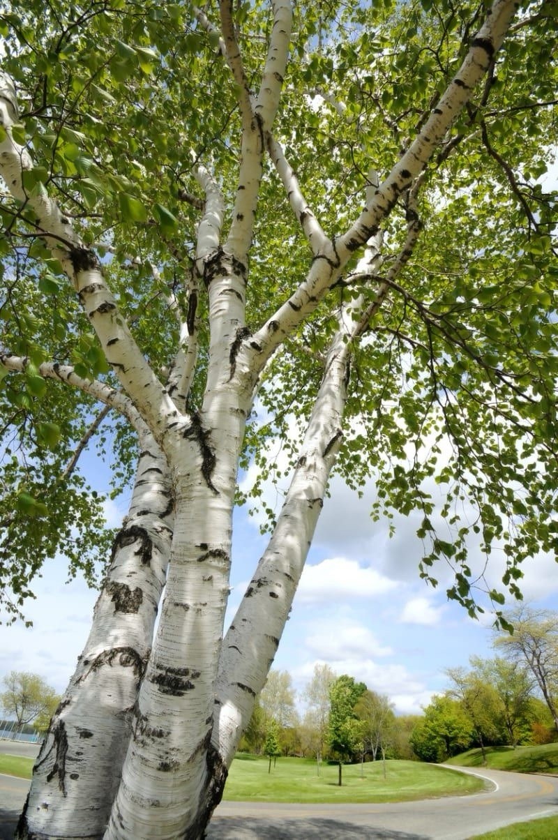 White Birch Tree Seeds 450 Heirloom Seeds for Planting Non GMO European Birch gallery