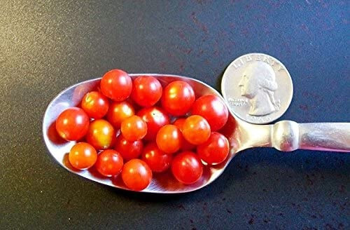 World's Smallest Tomato 25 - 2000 Seeds - Dwarf Red Currant Productive heirloom gallery