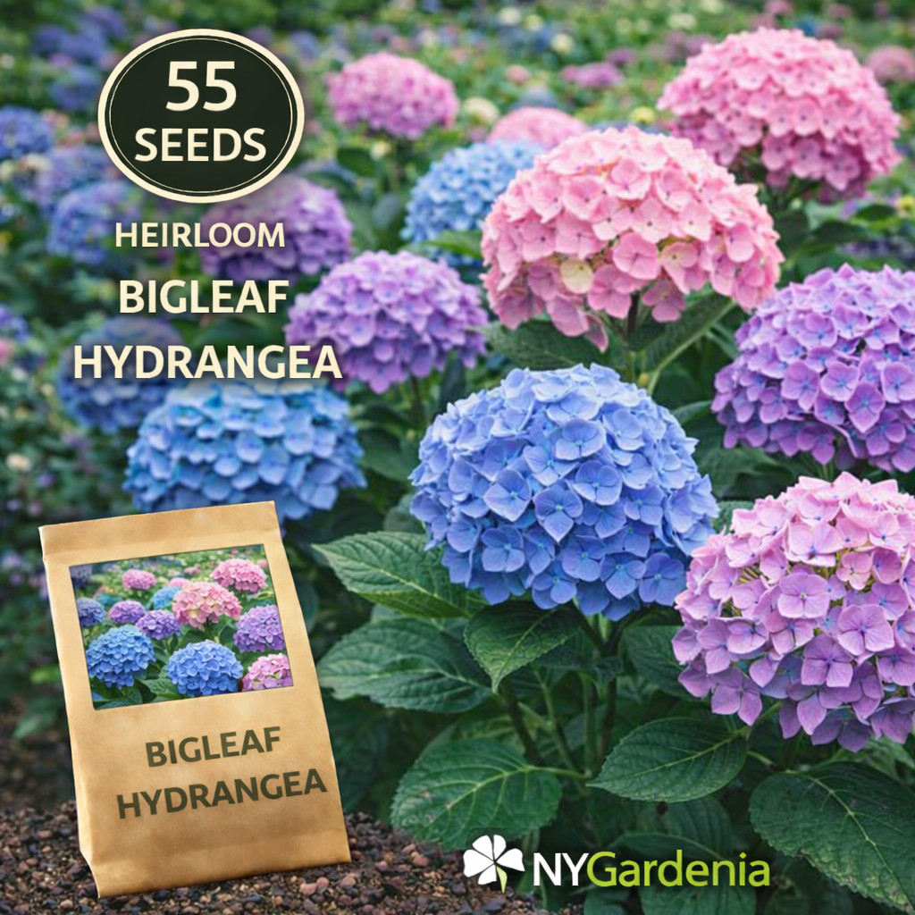 55 Bigleaf Hydrangea Seeds Heirloom Flower Shrub Garden Easy Grow gallery