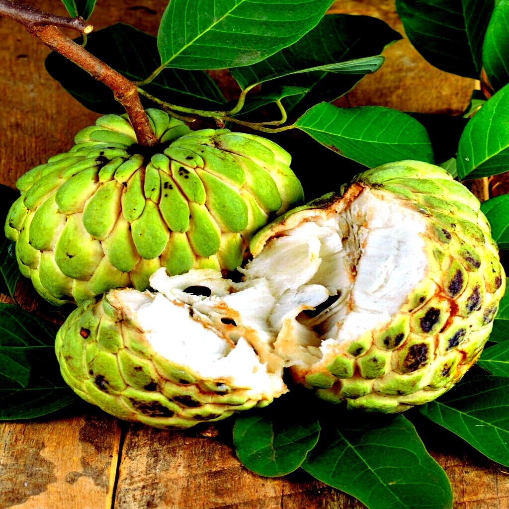 ORGANIC "Sugar Apple" Fruit Tree Seeds (Annona squamosa) Tropical Sweetsop Plant gallery
