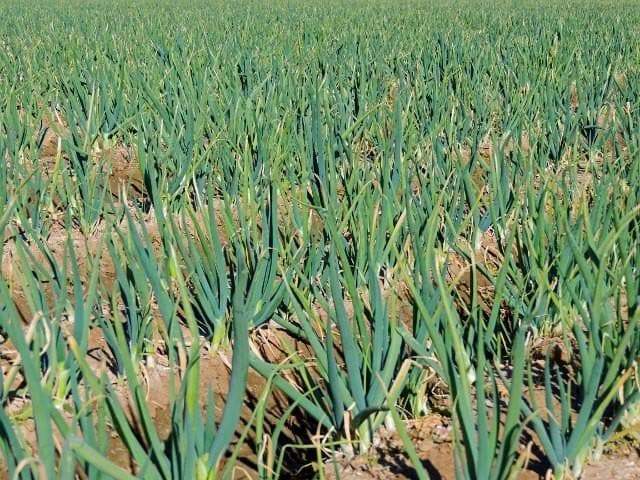 Tokyo Long White Bunching Onion Seeds, Scallions, NON-GMO, FREE SHIPPING gallery