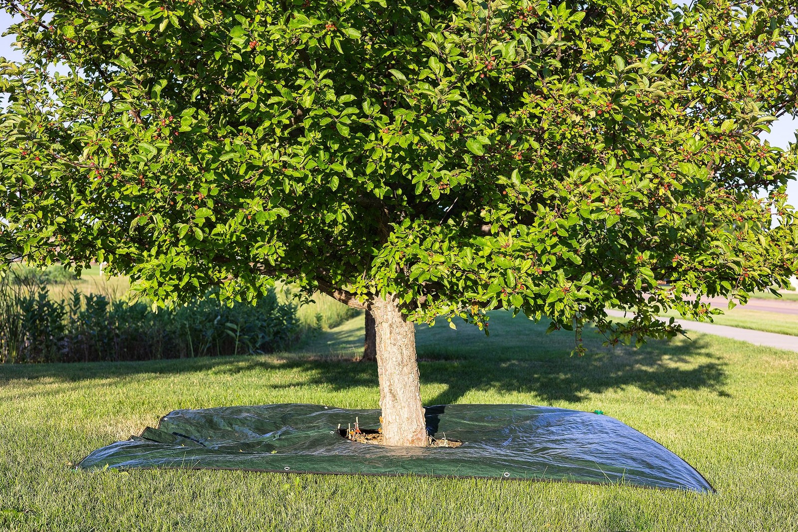 Landscape Tarp 8x8ft - 22 Center Hole to Fasten Around Trees and Shrubs - Com... gallery