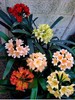 Multicolor Clivia Flower Bulbs Pack of 2 for Balcony & Home Gardening gallery