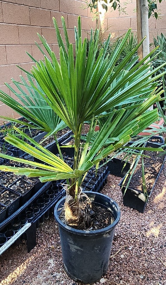 Windmill Palm Tree Seedlings / Plant, 32" - 38" Inches Tall, 1 (One) 5 Year Old