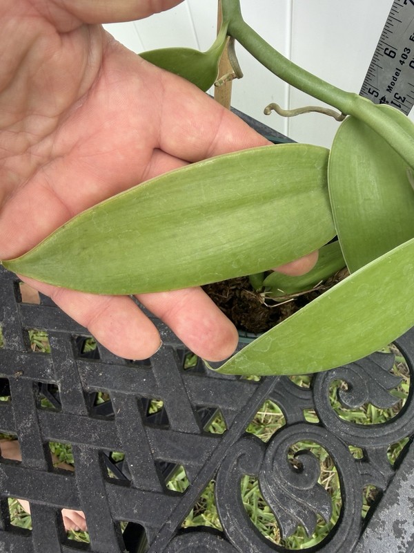 Large Plant 5” Vanilla planifolia Orchid. Typical Green Color gallery