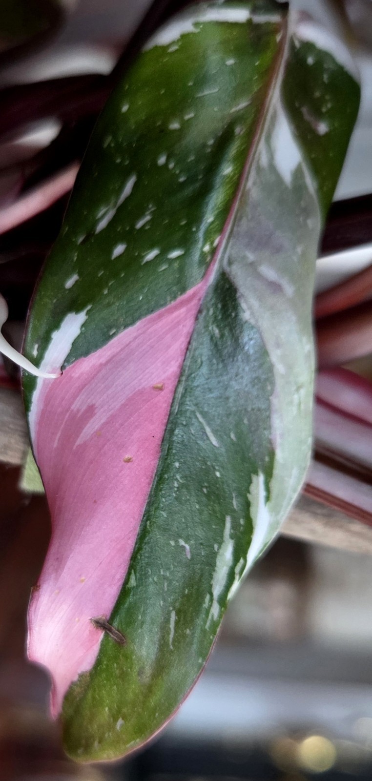 Rare Philodendron Scarlet Princess 15" Wide Multi Branch Not Anthurium Monstera gallery