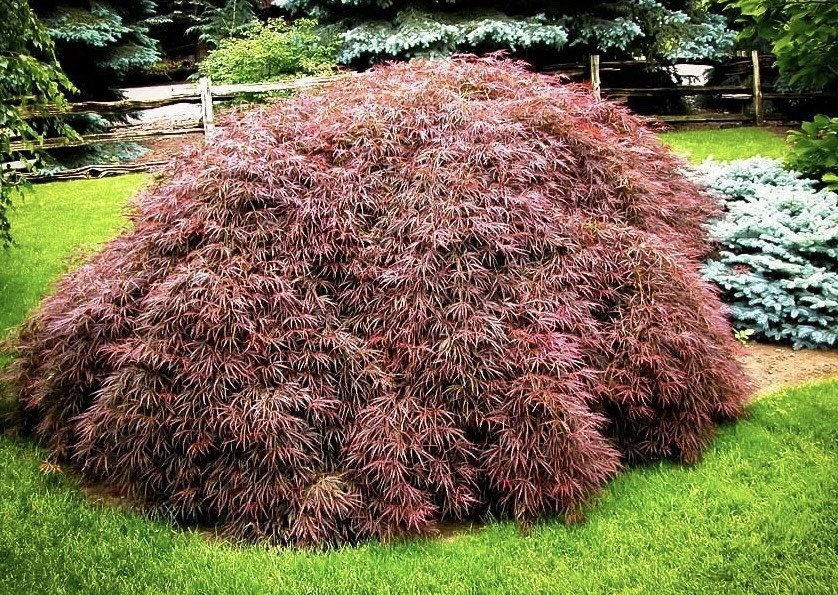 MAKE ME AN OFFER!! Japanese Maple 3-4ft “Tamukeyama” 3 Gallon gallery