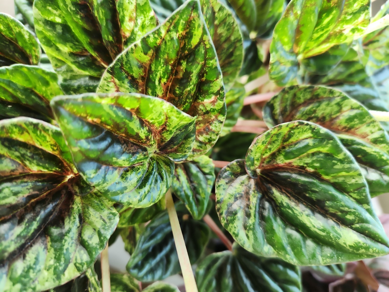 Peperomia Buenos Aires Propagation Kit gallery
